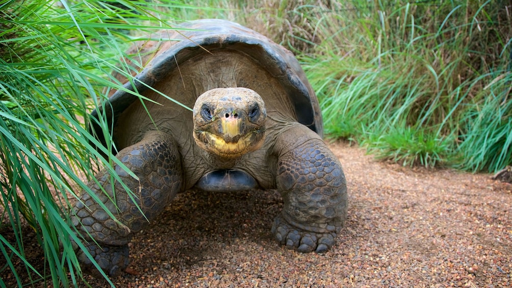 Tortoise at Hunter Valley Reptile Park