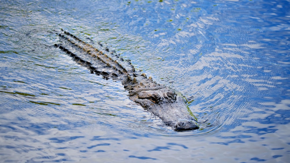 Crocodile in water at Hunter Valley Reptile Park