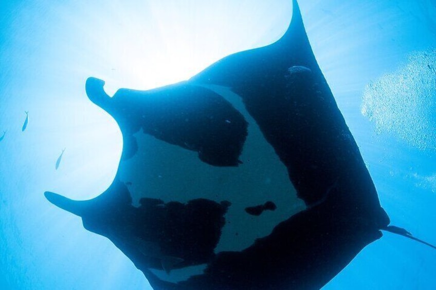 Scuba Diving Arcos or Marietas Vallarta Undersea