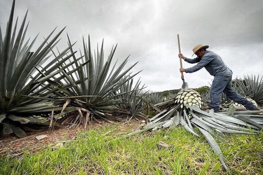 Private Full-Day Tour to Tequila Pueblo Magico