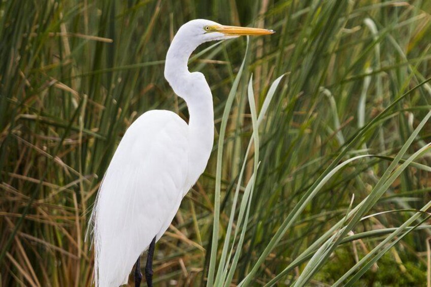 Admire the different bird species!