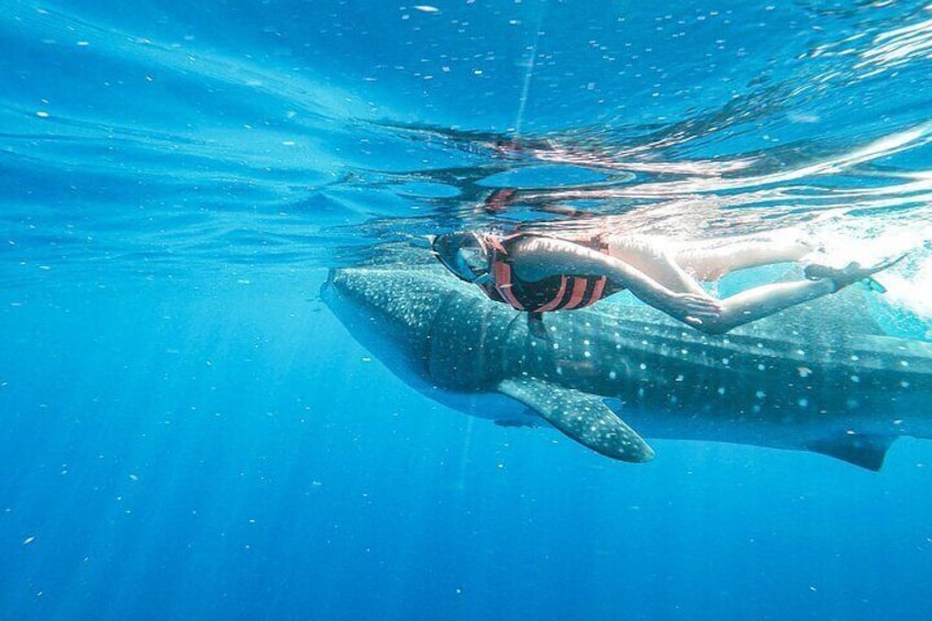 Whale Shark Adventure in Isla Mujeres and Cancun
