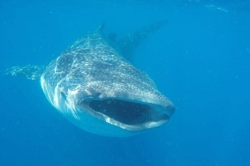 Full-Day Whale Shark Snorkeling Adventure in Isla Mujeres