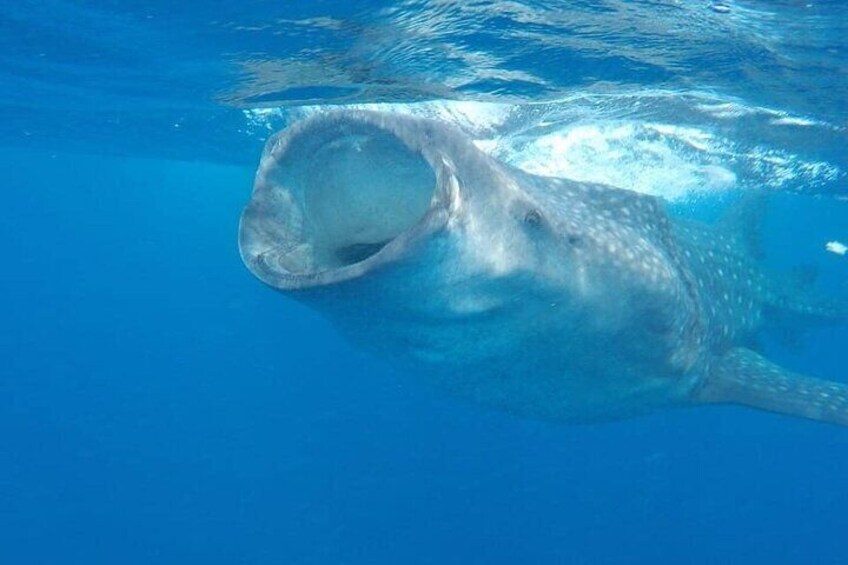 Full-Day Whale Shark Snorkeling Adventure in Isla Mujeres