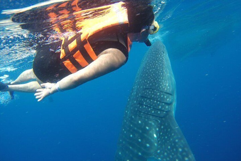 Private Whale Shark Tour from Playa del Carmen and Tulum