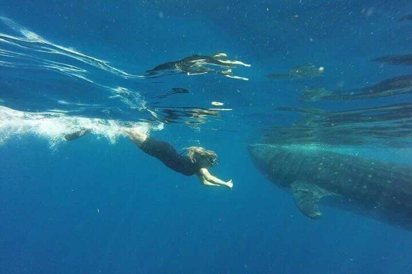 Private Whale Shark Tour from Playa del Carmen and Tulum