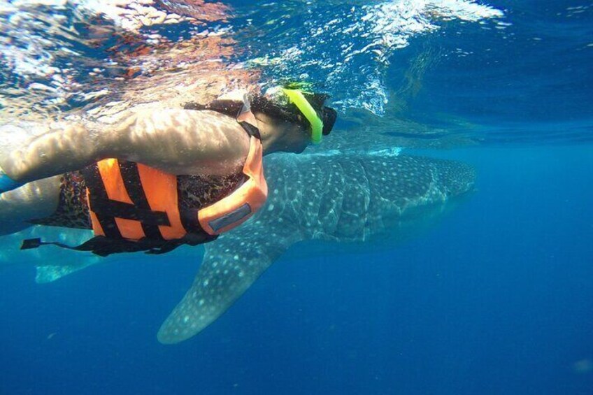 Private Whale Shark Tour from Playa del Carmen and Tulum