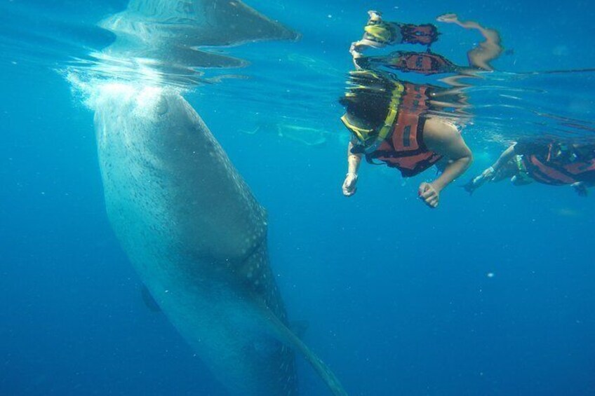 Private Whale Shark Tour from Playa del Carmen and Tulum
