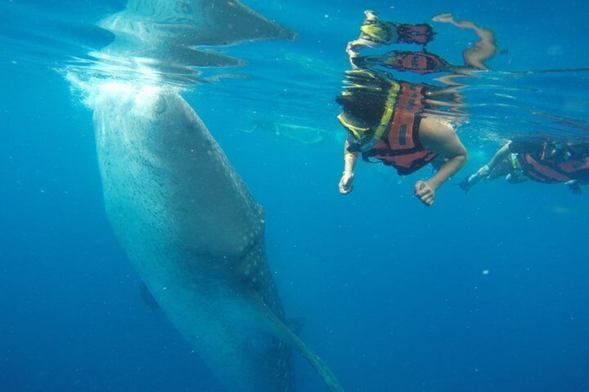Private Whale Shark Tour from Playa del Carmen and Tulum