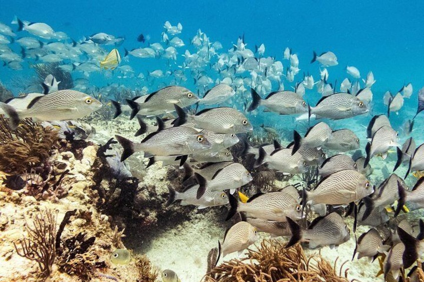 Scuba Diving with Professional Instructor at Playa del Carmen