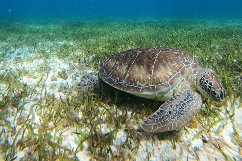 The turtle bay Cozumel