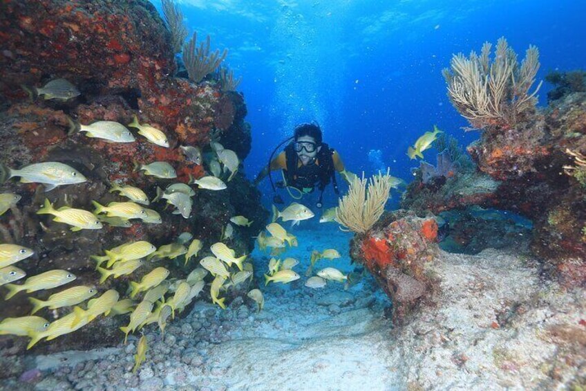 2 Tanks Scuba Diving for Beginners in Cancun ~ Personalized Service