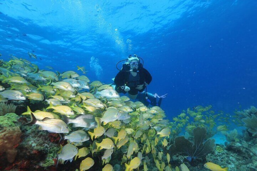 2 Tanks Scuba Diving for Beginners in Cancun ~ Personalized Service