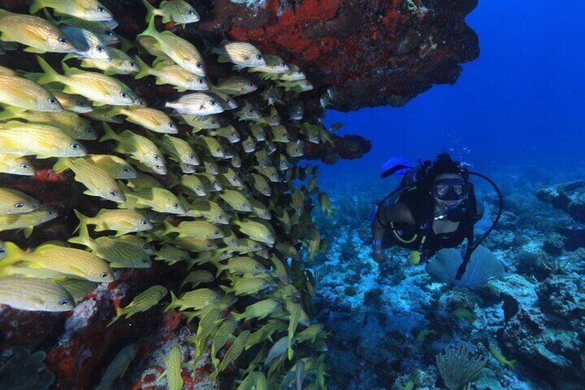2 Tanks Scuba Diving for Beginners in Cancun ~ Personalized Service