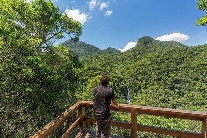 Private 6-hour Hiking Tour in the Tijuca Forest: Waterfalls, Viewpoints & P...