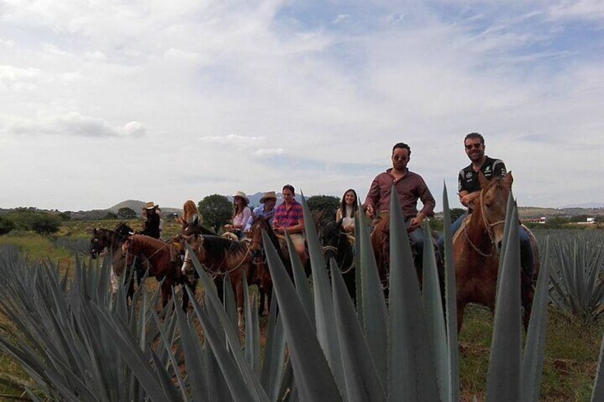 horseback riding agave Fiels