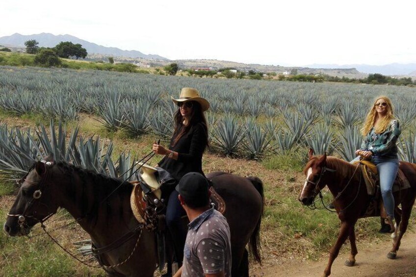 horseback riding agave Fiels