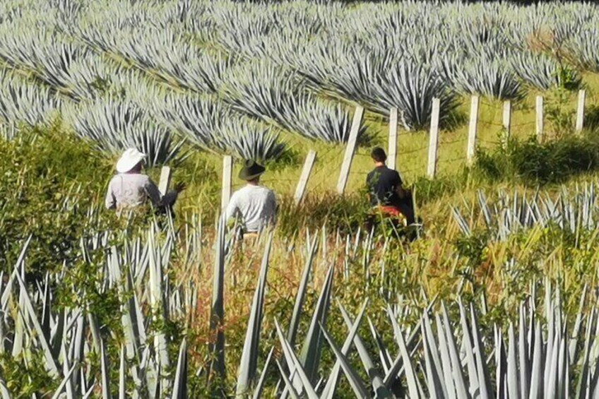 Horseback Riding Tour in The Agave Field with Lunch
