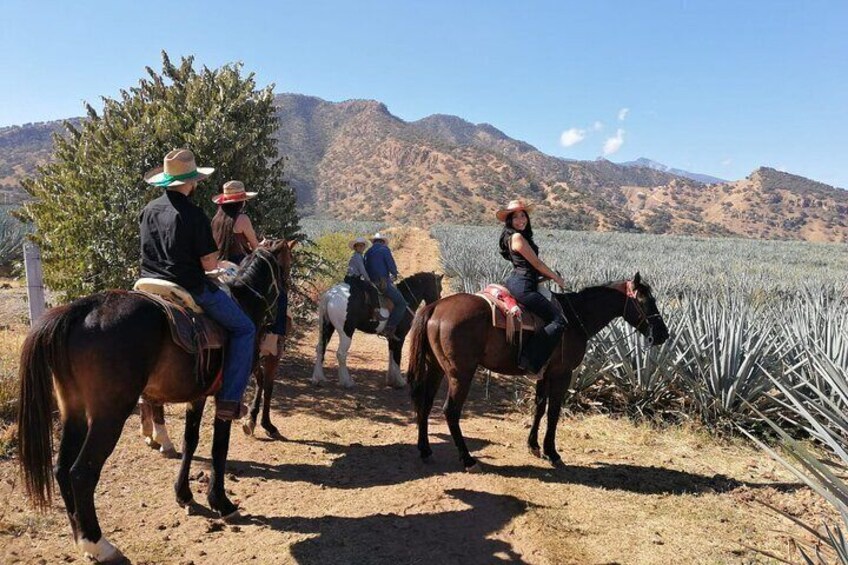 Horseback Riding Tour in The Agave Field with Lunch
