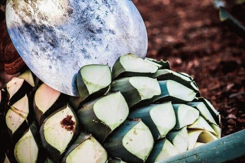 Tequila Tour through the Blue Agave Fields from Guadalajara