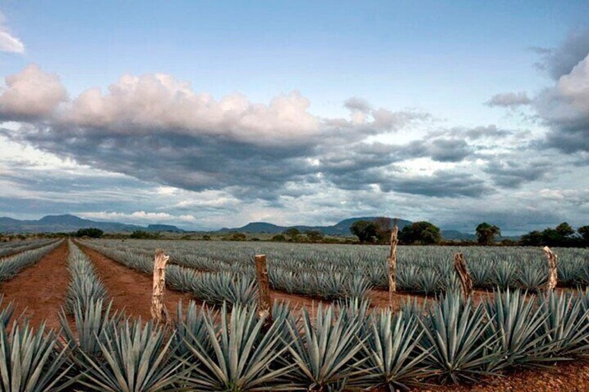 Tequila Tour through the Blue Agave Fields from Guadalajara