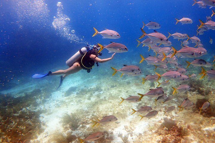 Diving in the Mexican Caribbean for Beginners | 2 Tanks 2 Dives | All ...