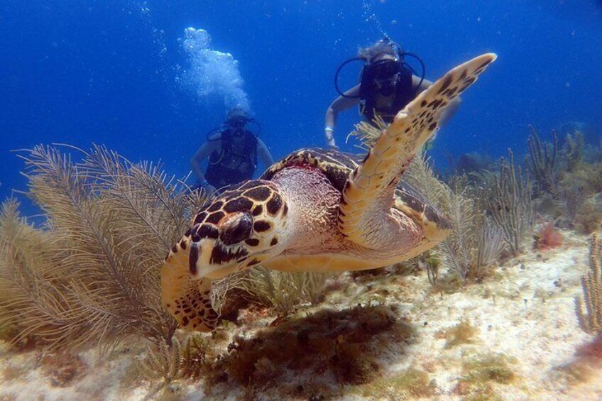 Diving in the Mexican Caribbean for Beginners | 2 Tanks 2 Dives | All Inclusive