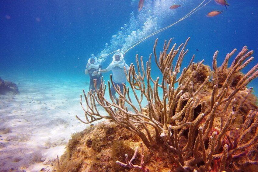 Walk underwater and discover incredible marine life