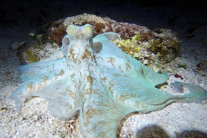 Night Snorkeling Looking for Octopuses Cozumel