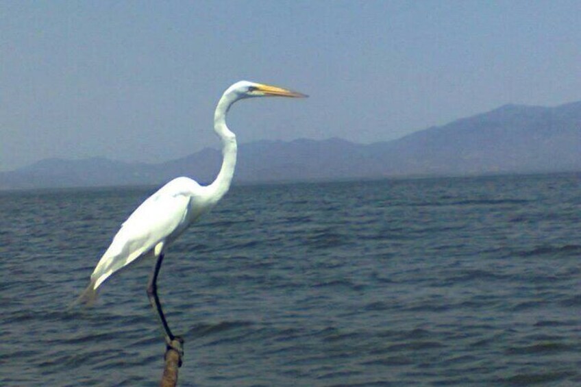 Acapulco Shore Excursion: Coyuca Lagoon Cruise