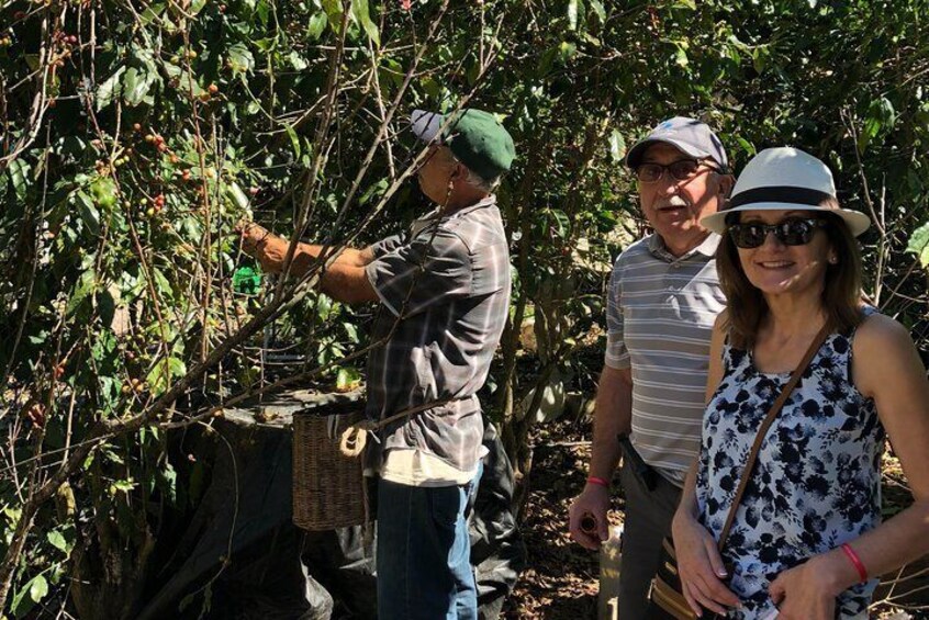 Picking coffee cherries