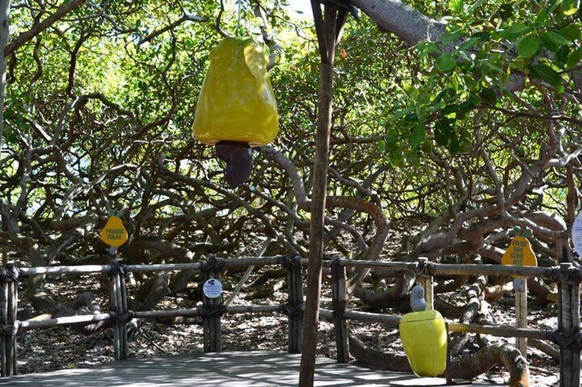Biggest cashew tree in the world