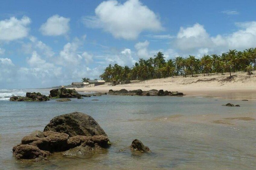 Private Beach Buggy Tour - Praia do Forte by Emytour