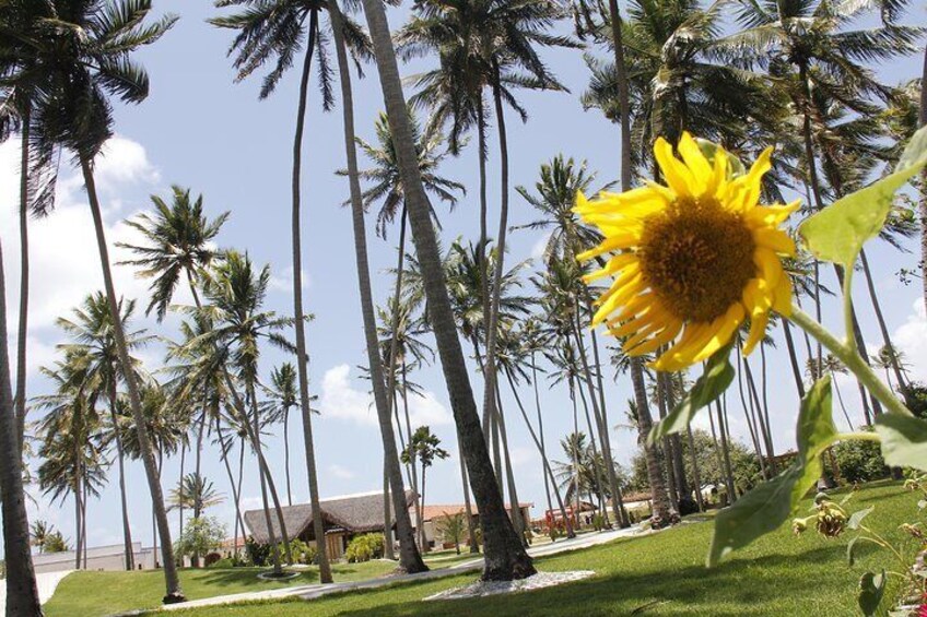 Barra de Punaú Tour - Departing from Natal