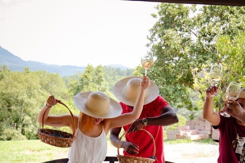 Jolimont wine tour + toast
