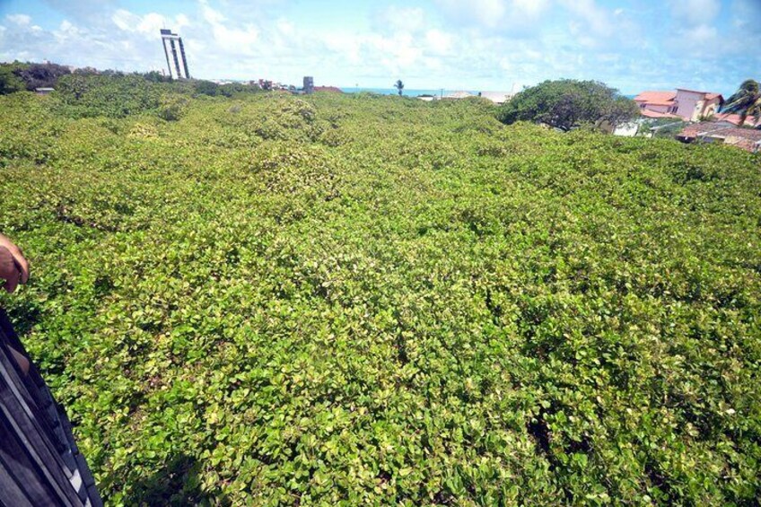 Biggest cashew tree in the world