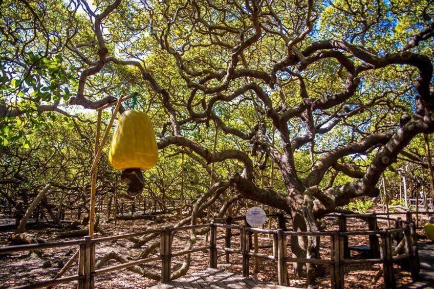 Biggest cashew tree in the world