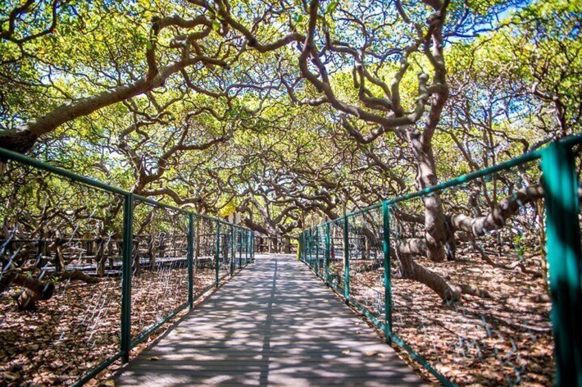 Biggest cashew tree in the world