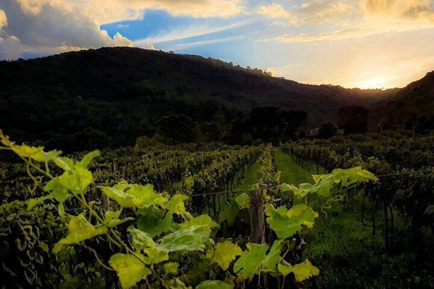 Jolimont Winery Tour - Visitation and Tasting - Canela RS
