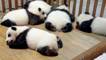 Private Giant Panda Volunteer Programme at Dujiangyan Base