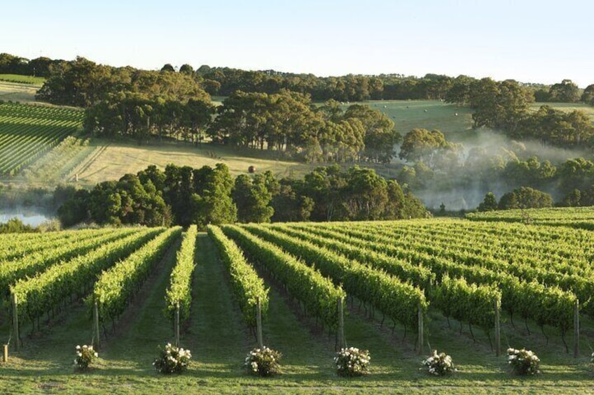 Mornington Peninsula Wine and Food Day Tour from Melbourne