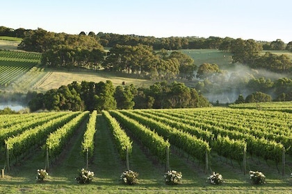 Mornington Peninsula Wine and Food Day Tour from Melbourne