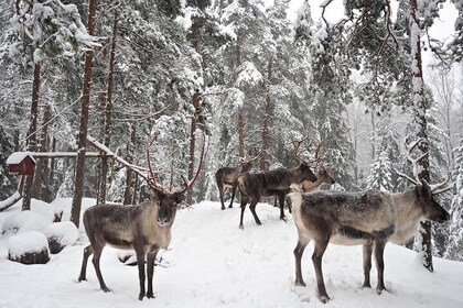 5-hour sightseeing in Helsinki and Nuuksio Reindeer Park