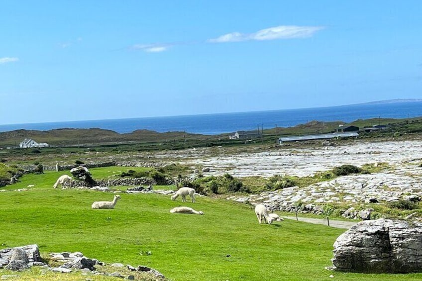 Restful Alpaca on the Wild Atlantic Way