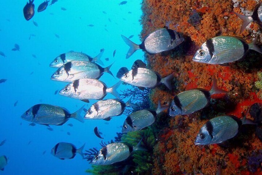 Small-Group Scuba Diving Adventure in Costa Brava