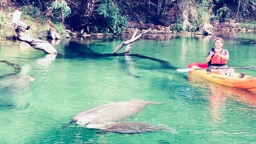 Another Beautiful Day with tons of Manatees! This is a mom and her baby!