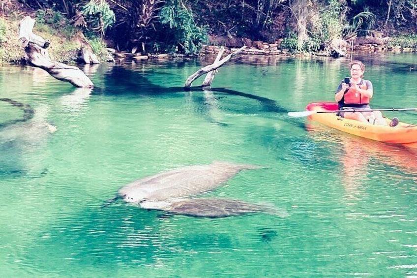 Another Beautiful Day with tons of Manatees! This is a mom and her baby!