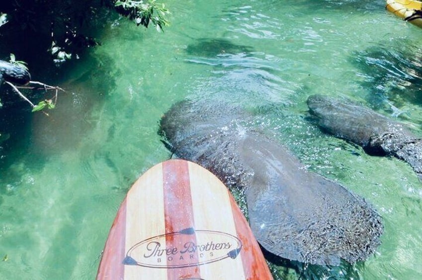 A perfect day of paddling with tons of manatees!