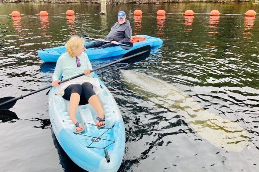 Orlando Manatee and Natural Spring Adventure Tour at Blue Springs