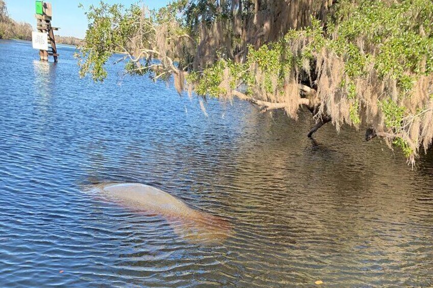 Stand Up Paddle Boarding or Kayaking Tour at Blue Springs